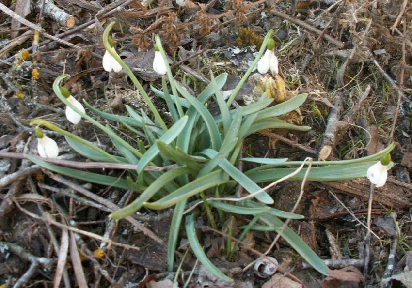 Подснежник альпийский (Galanthus alpinus)