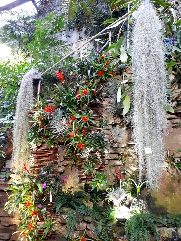 Ботанический сад Петра Великого, орхидеи