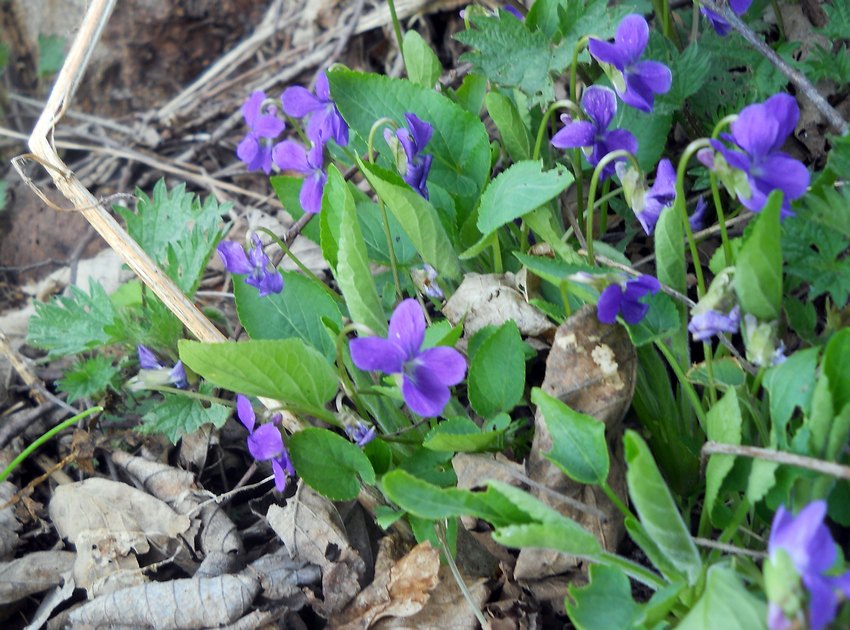 Фиалка коротковолосистая (Viola hirta)